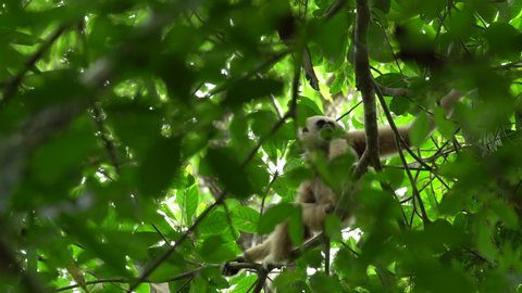 White-handed Gibbons calling song on the tree in the forest. Thailand. Wildlife animal planet concept.