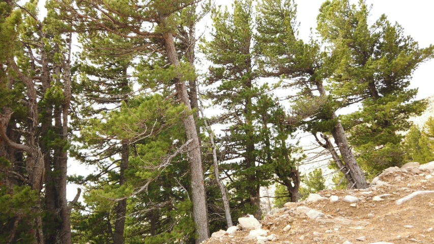 Alpine cedars on the rocks