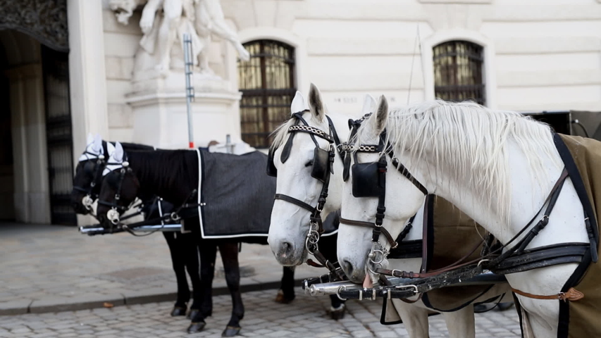 two pairs of white and black beautiful horses with carriage in Vienna historical city center near Hofburg palace. Traditional austrian travel sighseeing destination and landmark. Horses voyage trip