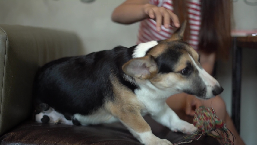 Young asian girl is playing with pet dog on sofa. | Shutterstock HD Video #1037793671