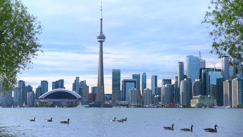 Canada Toronto Establishing Shot with Ducks and Sea. Cityscape of Toronto with CN Tower, Rogers Centre and buildings view from Toronto Islands with flock of ducks. Toronto, Canada. 