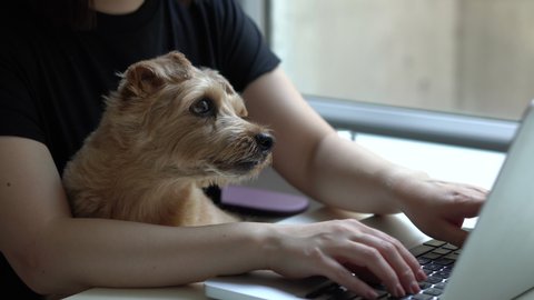 Woman working on computer with Norfolk Terrier dog