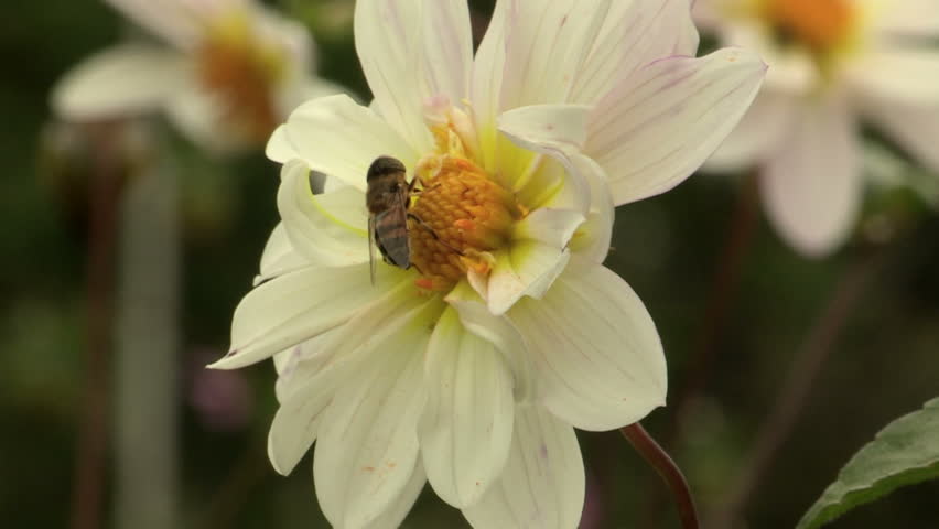 Close up of bee collecting pollen from white dahlia