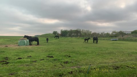 Horses and foals in green pasture