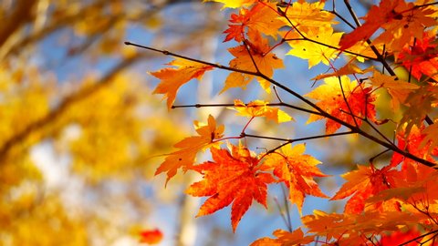 Nature Video Scenario scene close up of colorful maple leaf that is blowing by the wind and maple leaves are changing colors in the autumn with blur colorful bokeh background,Nature concept Stock-video