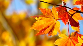 Nature Video Scenario scene close up of colorful maple leaf that is blowing by the wind and maple leaves are changing colors in the autumn with blur colorful bokeh background,Nature concept