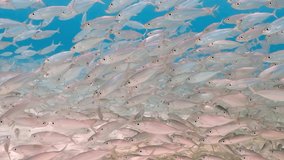 Tropical shallow sea and school of fish (Bigeye scad). Underwater video from scuba diving with fish. Animal vortex, marine life in the sea.  Aquatic wildlife, silver mackerels.