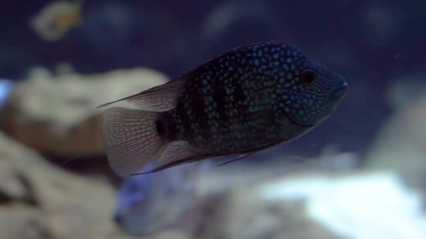 closeup of a turquoise texas cichlid swimming in the water, Beautiful and colorful aquarium pet, tropical fish specie from Rio Grande
