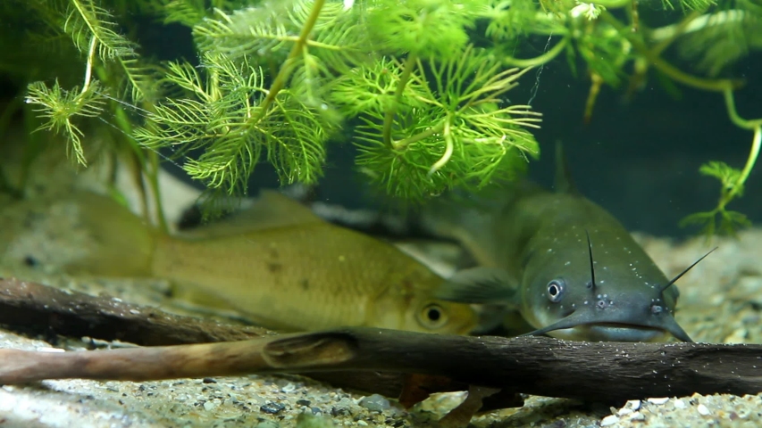 Channel catfish, Ictalurus punctatus, juvenile fish of a dangerous freshwater predator rest between driftwood on sand bottom in European biotope aquarium, dense vegetation of hornwort and watermilfoil