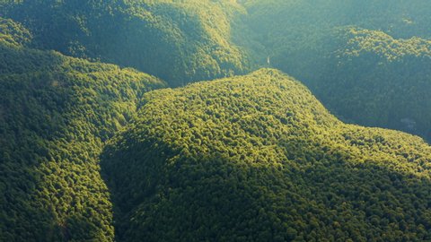 Aerial view of Tropical Rainforest in Amazon. Flying above Jungle. Green Trees 