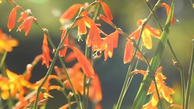 Crocosmia flowers blooming in a garden close-up. Crocosmia (montbretia) yellow and orange vivid small flowers. Beautiful bright flower. Sun flares. 4K UHD video, slow motion