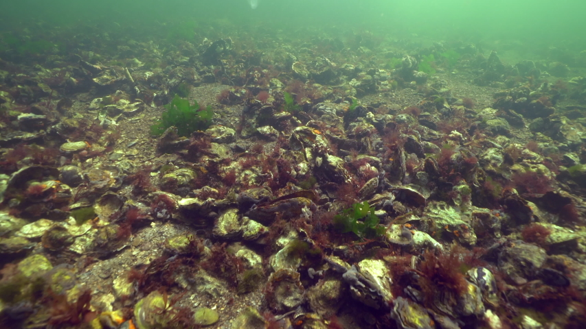 Underwater shot swimming over oyster bed in Dutch North Sea Royalty-Free Stock Footage #1037811791