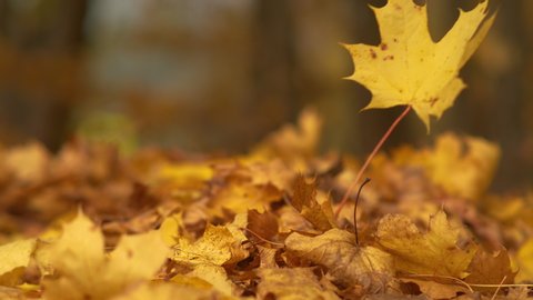 SLOW MOTION, BOKEH, CLOSE UP, DOF: Dry tree leaf falls onto a pile of other autumn colored leaves. Cinematic close up shot of a golden tree leaf falling from a deciduous tree in a picturesque forest.
