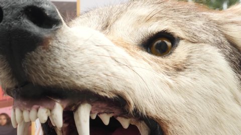 Aggressive head of a stuffed wolf. Taxidermy or hunting trophies concept