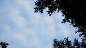 Hyper lapse : The blue sky between the trees. sky spinning video.
