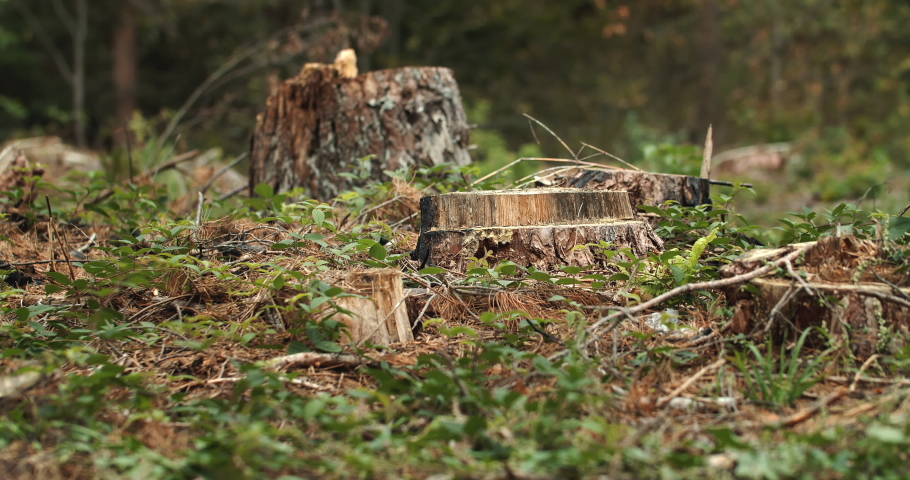 Tilt shot of old cutted pines trees in the forest