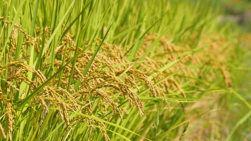 Paddy rice crop , rice stalks swaying in the wind, rice field in Nara, Japan Royalty-Free Stock Footage #1037826875
