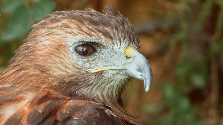Portrait of Red-tailed Hawk (Buteo jamaicensis). Footage 2 in 1.