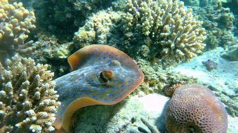 Various shots of friendly and curious Blue spotted stingray captured on the Great Barrier Reef. 4k Version also available.