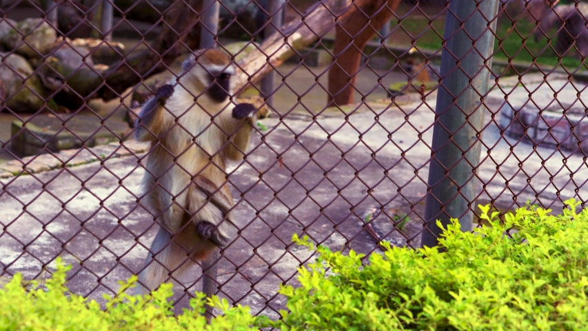 Full shot of monkey in a cage inside a zoo - 4K