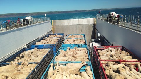 Slow motion of a ship is transporting the lambs on a sunny day.