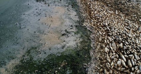 Thousands of dead fish around Lake Koroneia in northern Greece. the high fish mortality is largely due to a drought and the sharp drop in water. global warming effect, climate change
