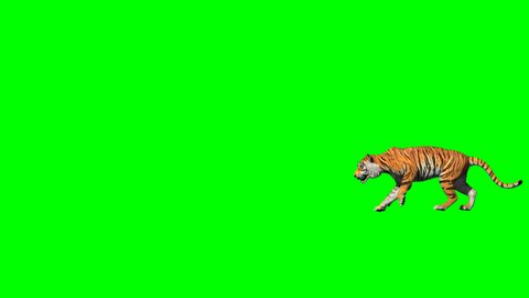 Bengal tiger nice walk and jump between cliff realistic with 3D animation rendering side view include alpha and green screen.