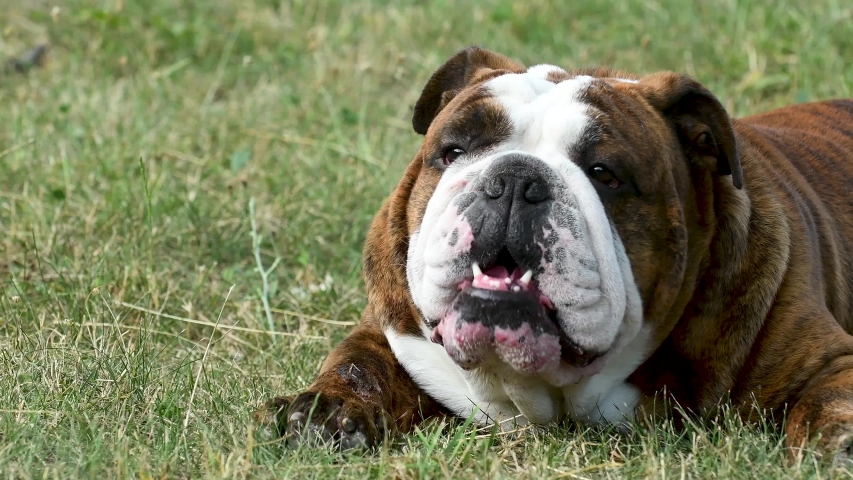 dwarf english bulldog