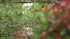 video of green leaves and twigs. when the focus of the camera goes the background becomes bokeh. visible focus on the red and green colored leaves