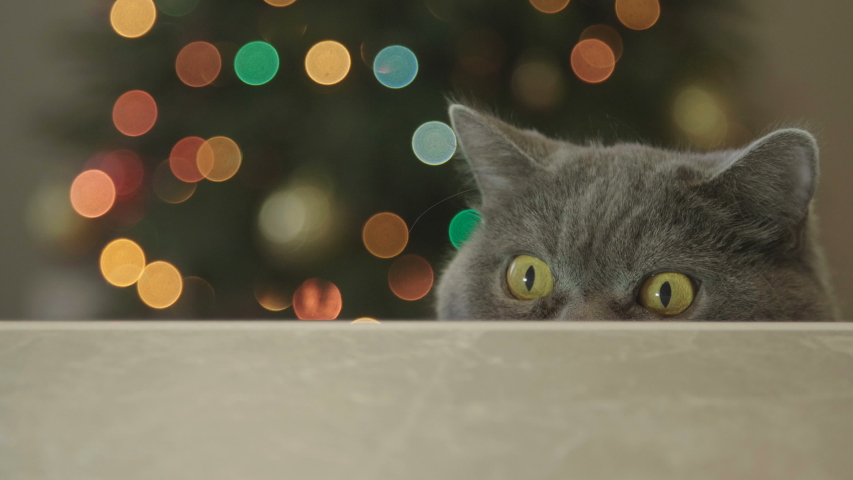 Cat looking funny on Christmas tree background. Cat celebrate Christmas and New Year. Cat with big eyes peeps out from under the table on Christmas tree background. Christmas and New Year Decoration. 