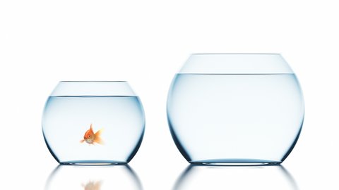 Goldfish Jumps into a Bigger Fishbowl, Beautiful 3d Animation, 4K