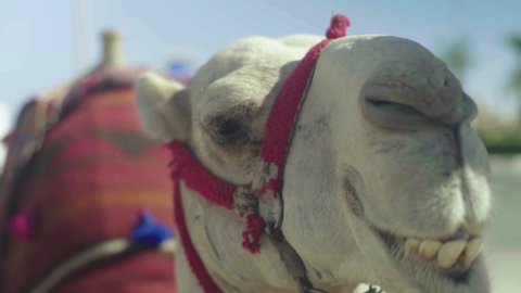 Close-up of a camel. Egypt. Sharm-el-sheikh