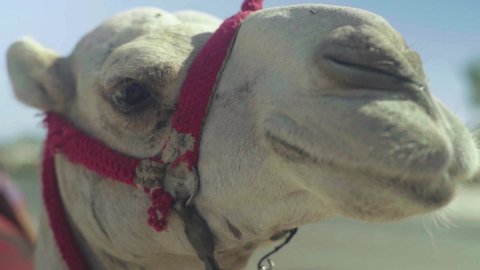 Close-up of a camel. Egypt. Sharm-el-sheikh
