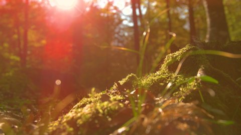 CLOSE UP, DOF, LENS FLARE: Golden fall sun rays shine on the forest ground covered in moss and dry leaves. Scenic view of the tranquil forest's ground covered with brown fallen leaves and green moss.