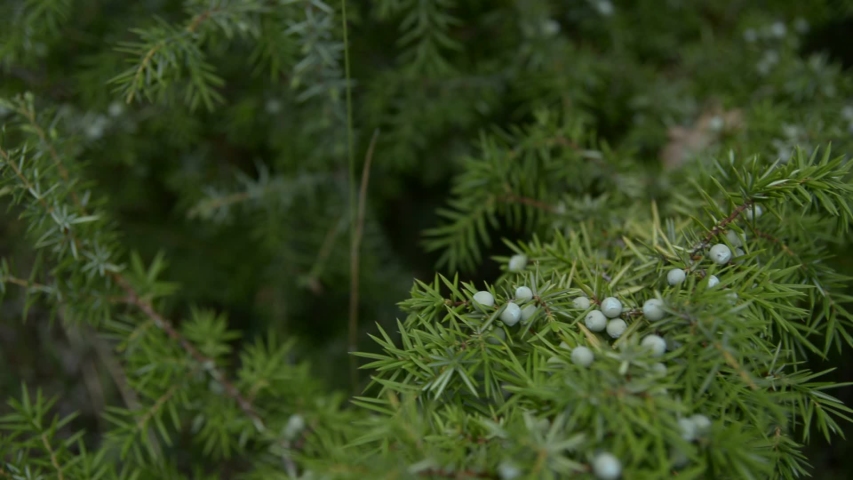Juniper berries in summer, Juniper berries are fleshy fruits, aesthetically similar to blueberries, obtained from plants of the genus Juniperus. Royalty-Free Stock Footage #1037862203