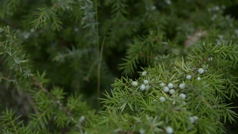 Juniper berries in summer, Juniper berries are fleshy fruits, aesthetically similar to blueberries, obtained from plants of the genus Juniperus.