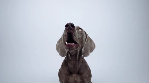 Lockdown shot of Weimaraner with mouth open looking away while sitting against white background