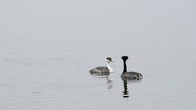 HD Video of Western Grebes swimming and preening in a lake on a cloudy day. the Western Grebe breeds in lakes and ponds across the American West and winters primarily off the Pacific Coast.