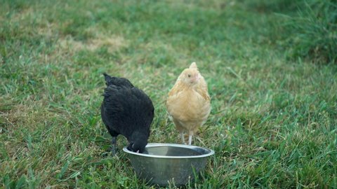 Thirsty baby chicks drink water from a bowl.