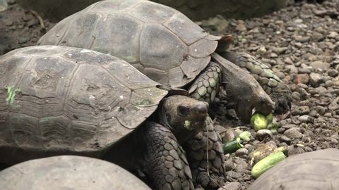 Turtle Eating Cucumber Often Seen Only Stock Footage Video (100% ...