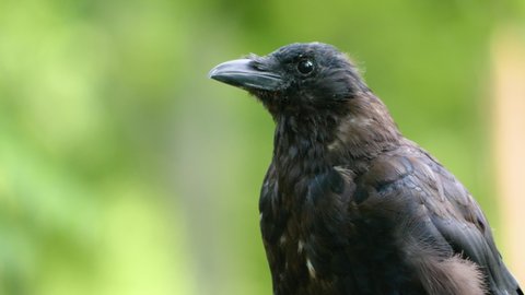 Close up of a raven sitting down on a sunny day in summer