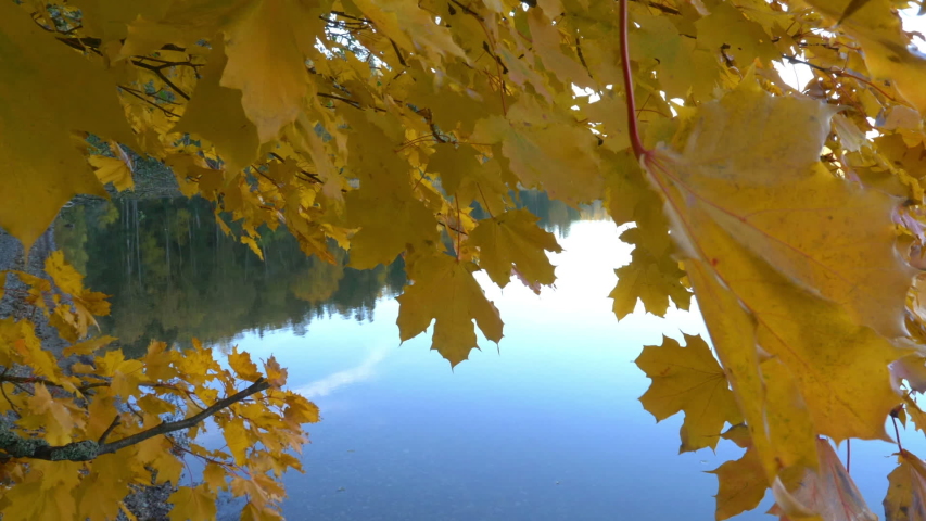 Autumn trees in sunny autumn park lit by sunshine
