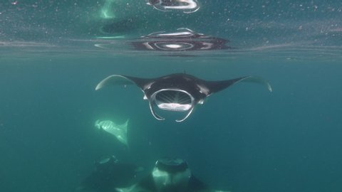 Manta rays feeding underwater. 4K stock video footage