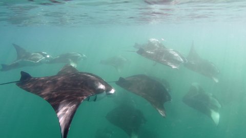 Shoal of manta rays underwater. 4K stock video footage