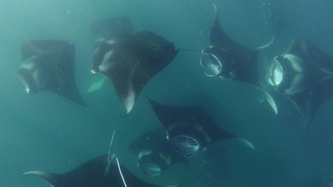 School of manta rays underwater. 4K stock video footage