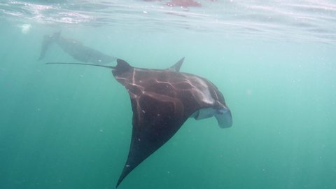 Manta rays swimming underwater. 4K stock video footage
