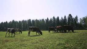 This video is about cows (closer) in fields, and view to fores