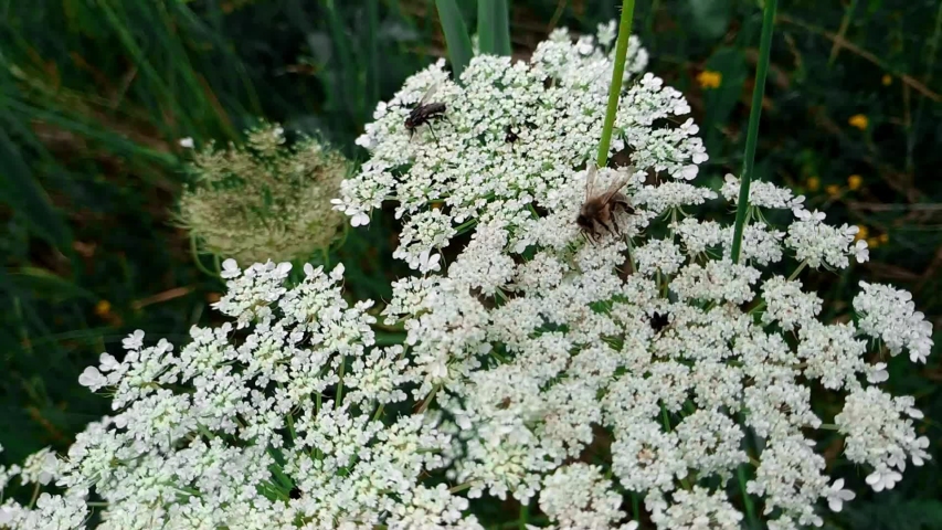 A small bee settled on a white flower harvesting pollen on a hogweed plant