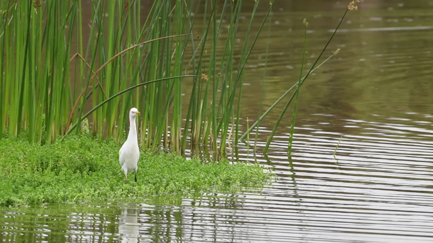 HD Video of one Cattle Egret foraging for food in shallow marsh waters. Looking around then flies away. The cattle egret nests in colonies, which are often found around bodies of water.