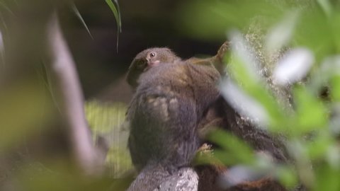 Two Pygmy Marmoset (Cebuella pygmaea) grooming in the trees of Singapore Zoo, close shot.